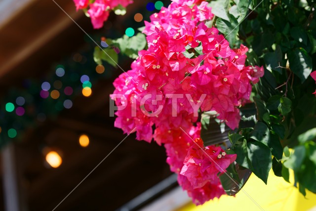 写真のタイトルが入ります