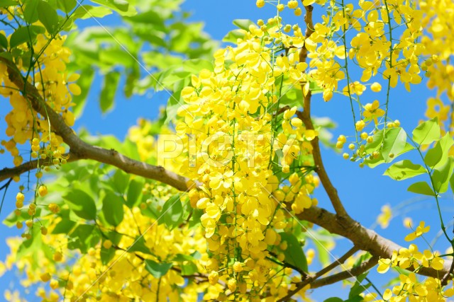 写真のタイトルが入ります