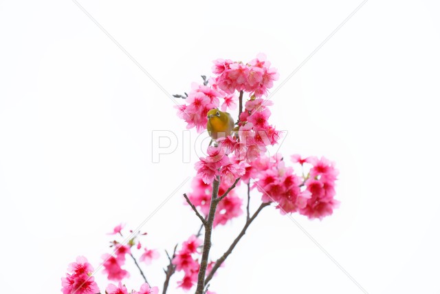 写真のタイトルが入ります