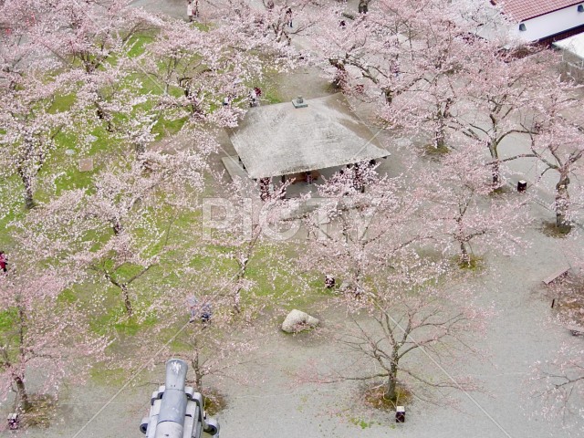 天守閣から見下ろす桜と東屋