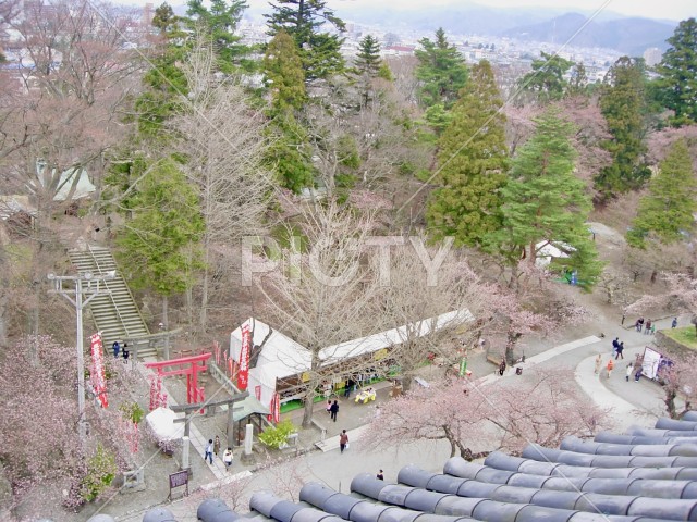 鶴ヶ城天守閣から望む城内の春景色