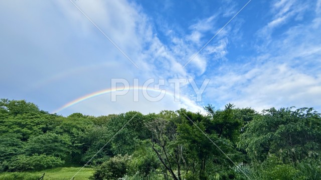 雨上がりの空に架かる虹と緑豊かな森林風景