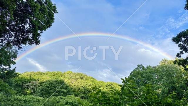 森を包む大きな虹と雨上がりの自然風景