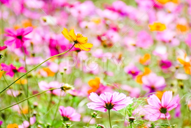 写真のタイトルが入ります