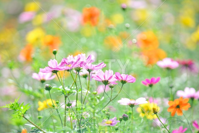 写真のタイトルが入ります