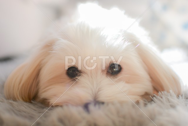 写真のタイトルが入ります