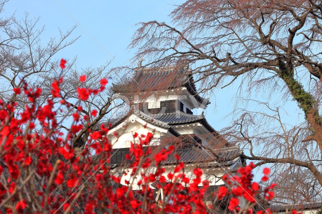写真のタイトルが入ります