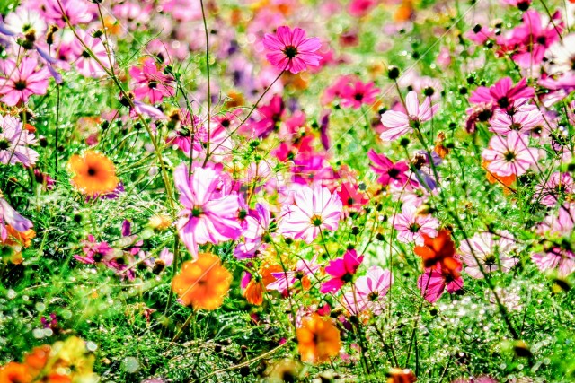 写真のタイトルが入ります