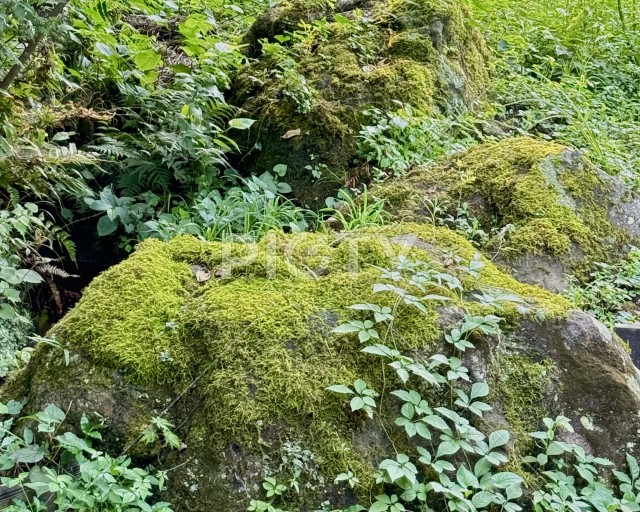 写真のタイトルが入ります