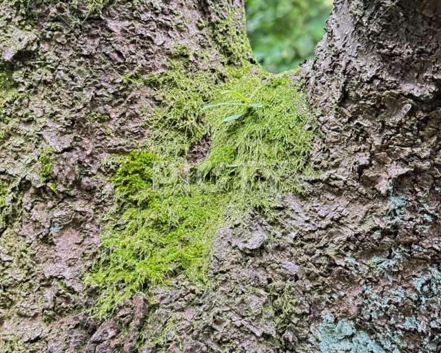 写真のタイトルが入ります