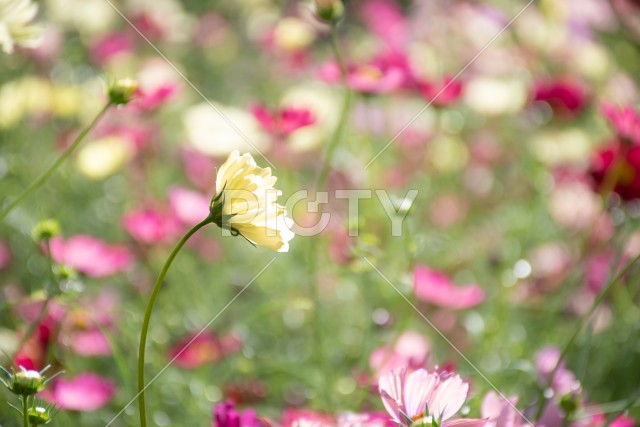写真のタイトルが入ります
