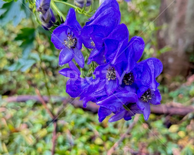 青紫色の花を咲かせるトリカブトのクローズアップ