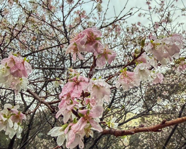 水滴をまとったピンクの桜の花のクローズアップ