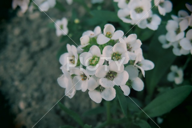 花壇の白い花