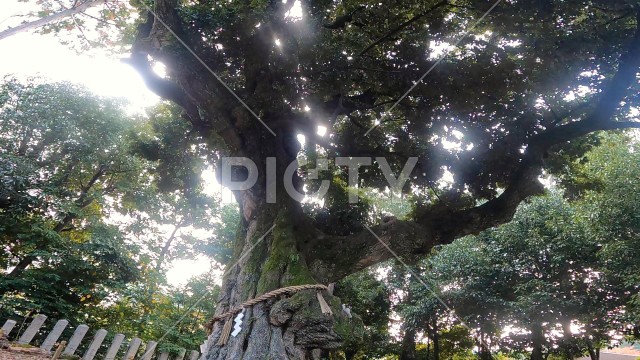 樹齢数百年の大木 ご神木 日本 京都