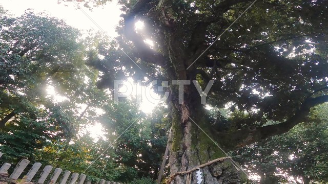 樹齢数百年の大木 ご神木 日本　秋