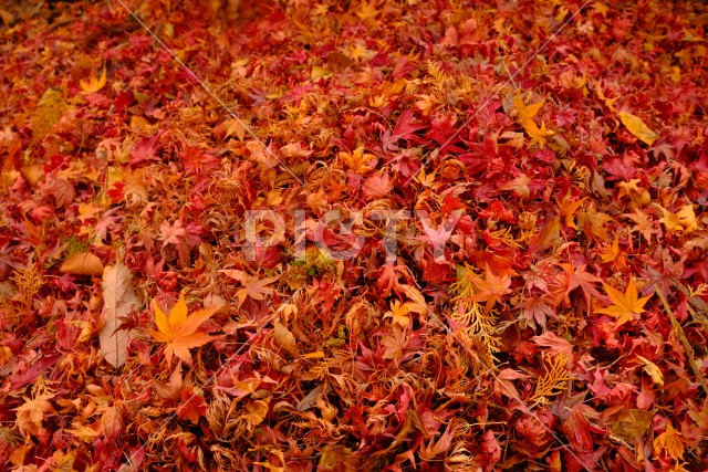 積もった落ち葉のアンバー色イメージ
