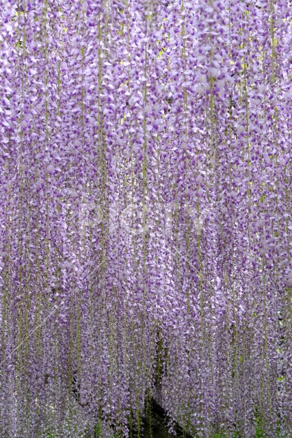 藤の花のカーテン