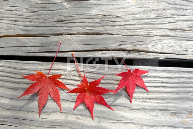 紅葉した楓が置かれた木製机の秋のイメージ