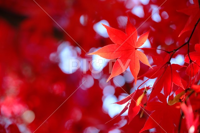 深紅の色付き葉のイメージ