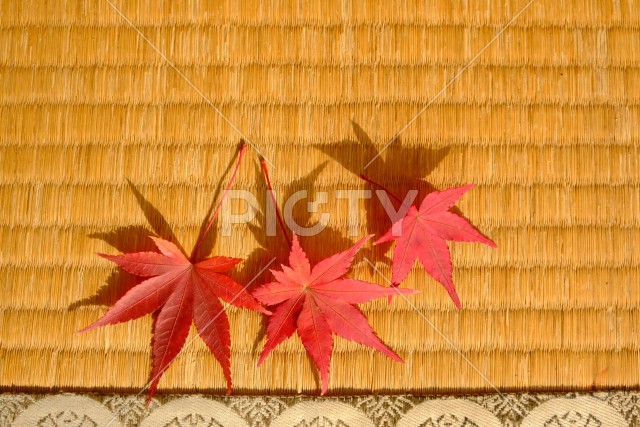 モミジが置かれた畳の秋のイメージ素材