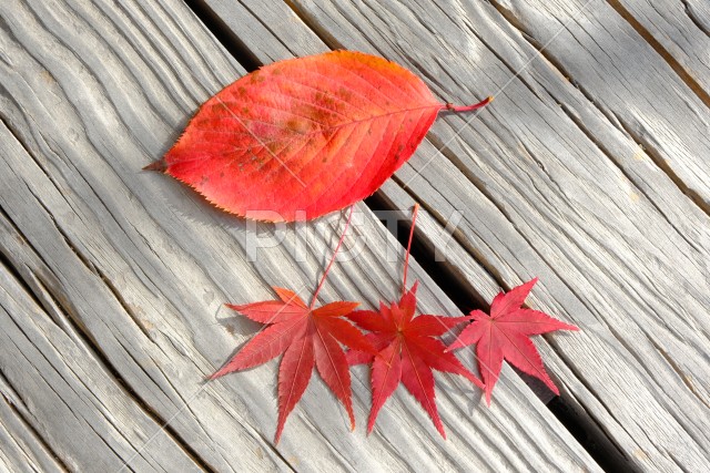 紅葉した葉が置かれた木製机の秋のイメージ