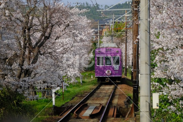 桜並木を進む電車