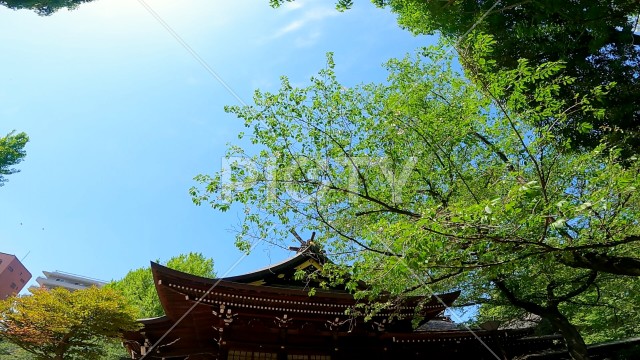 十二社熊野神社 日本、東京、新宿区。新宿中央公園そばの自然あふれる神社。