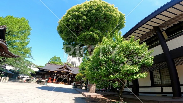 十二社熊野神社 日本、東京、新宿区。新宿中央公園そばの自然あふれる神社。