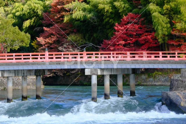 秋の宇治川観流橋と水流