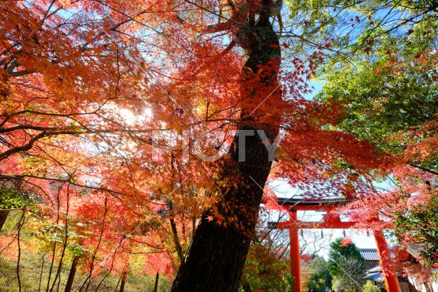 秋の宇治上神社