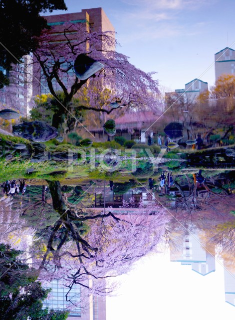 水面に映る桜の大木