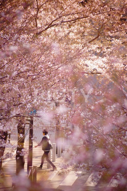 桜の中の横断歩道を歩く男性