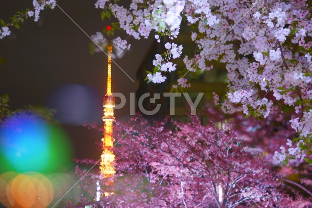 桜越しに見える東京タワー