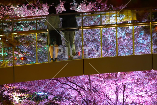 橋の上から桜を眺めるカップル