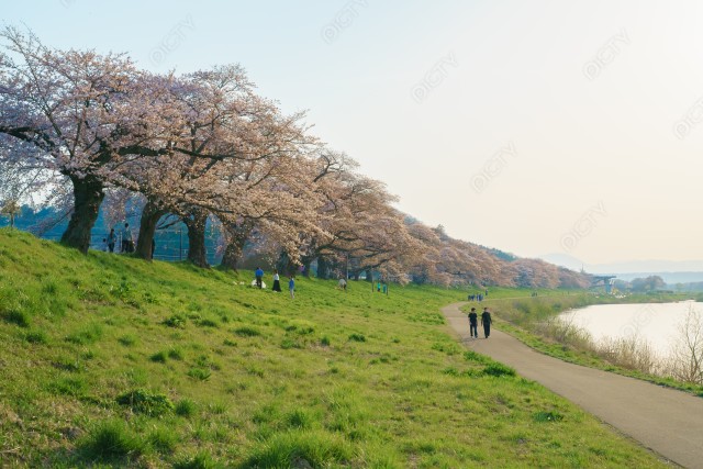 一目千本桜と川辺