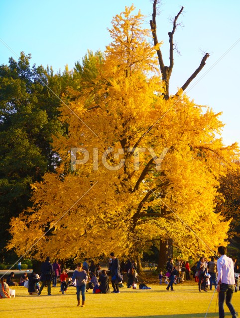 黄色に色づいた大木