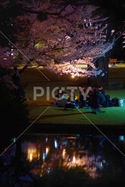 夜桜お花見イメージ