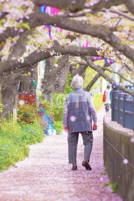桜の雨の中を歩く老人