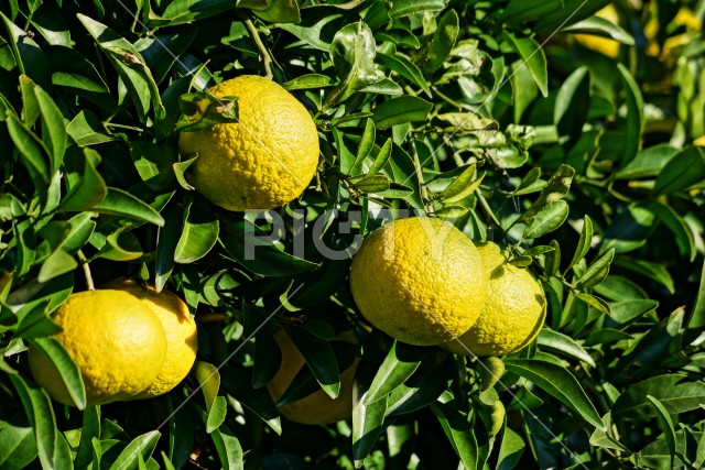 柑橘類フルーツのイメージ