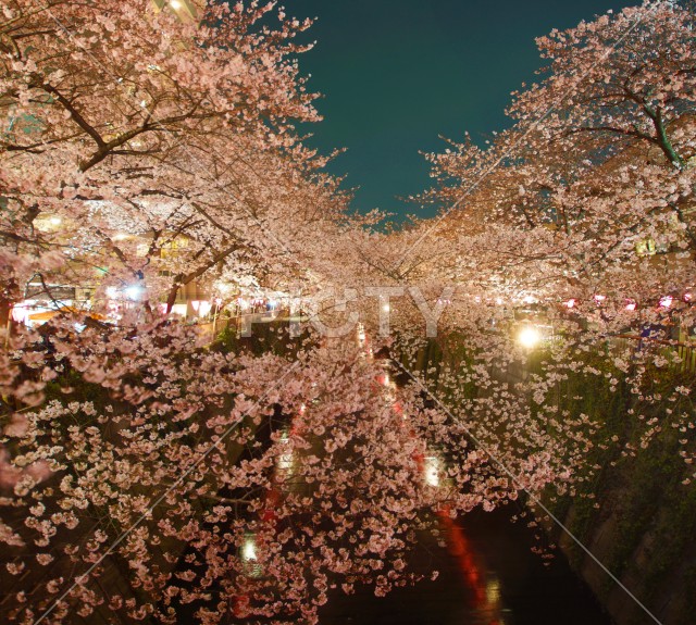 目黒川の桜イメージ