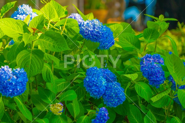青い紫陽花と葉っぱのイメージ