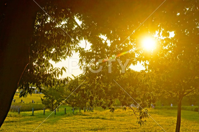 木の葉の間から見える夕日