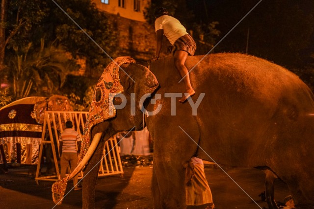 スリランカの象（スリランカ・キャンディ）のイメージ