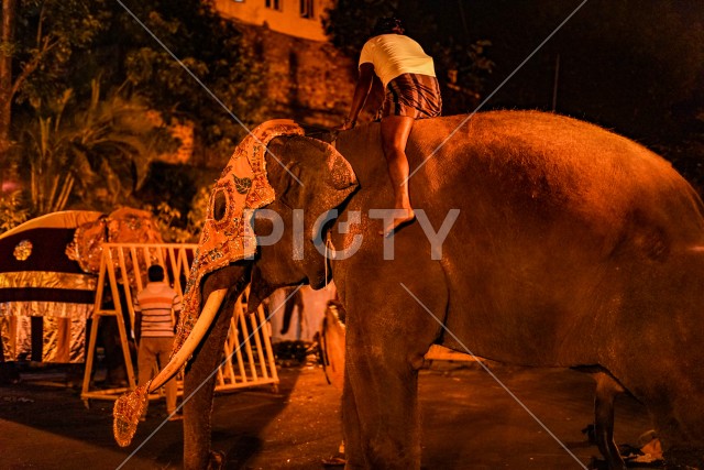 スリランカの象（スリランカ・キャンディ）のイメージ