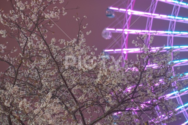 夜桜とコスモクロック