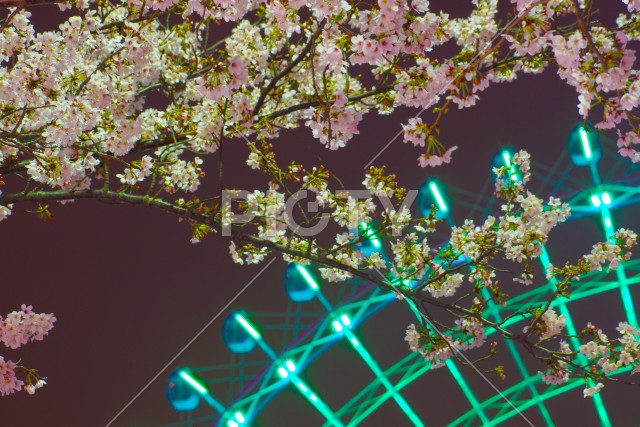 夜桜とコスモクロック