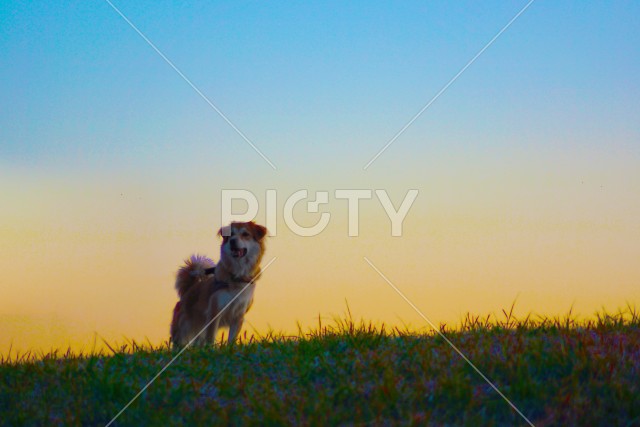 夕暮れの丘に立つ犬（明るめ）