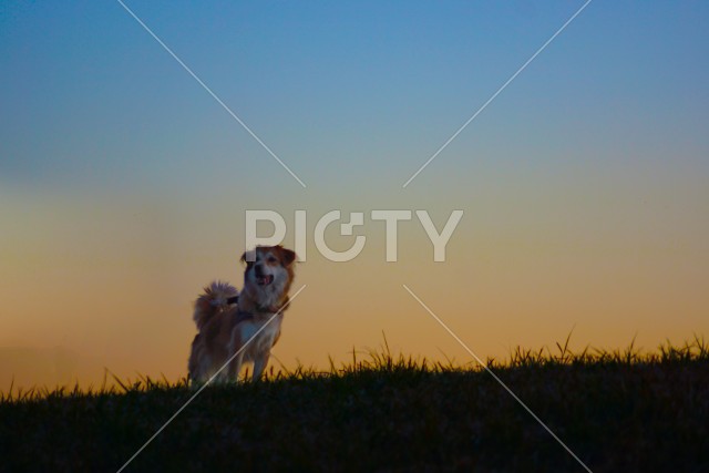 夕暮れの丘に立つ犬（暗め）