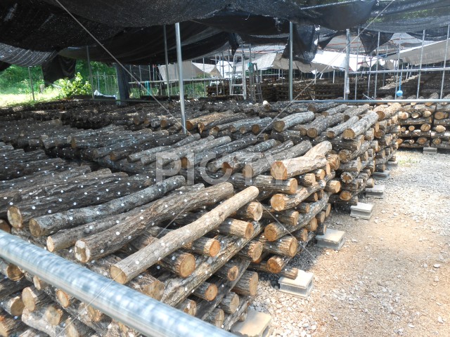 椎茸栽培の原木貯蔵庫
